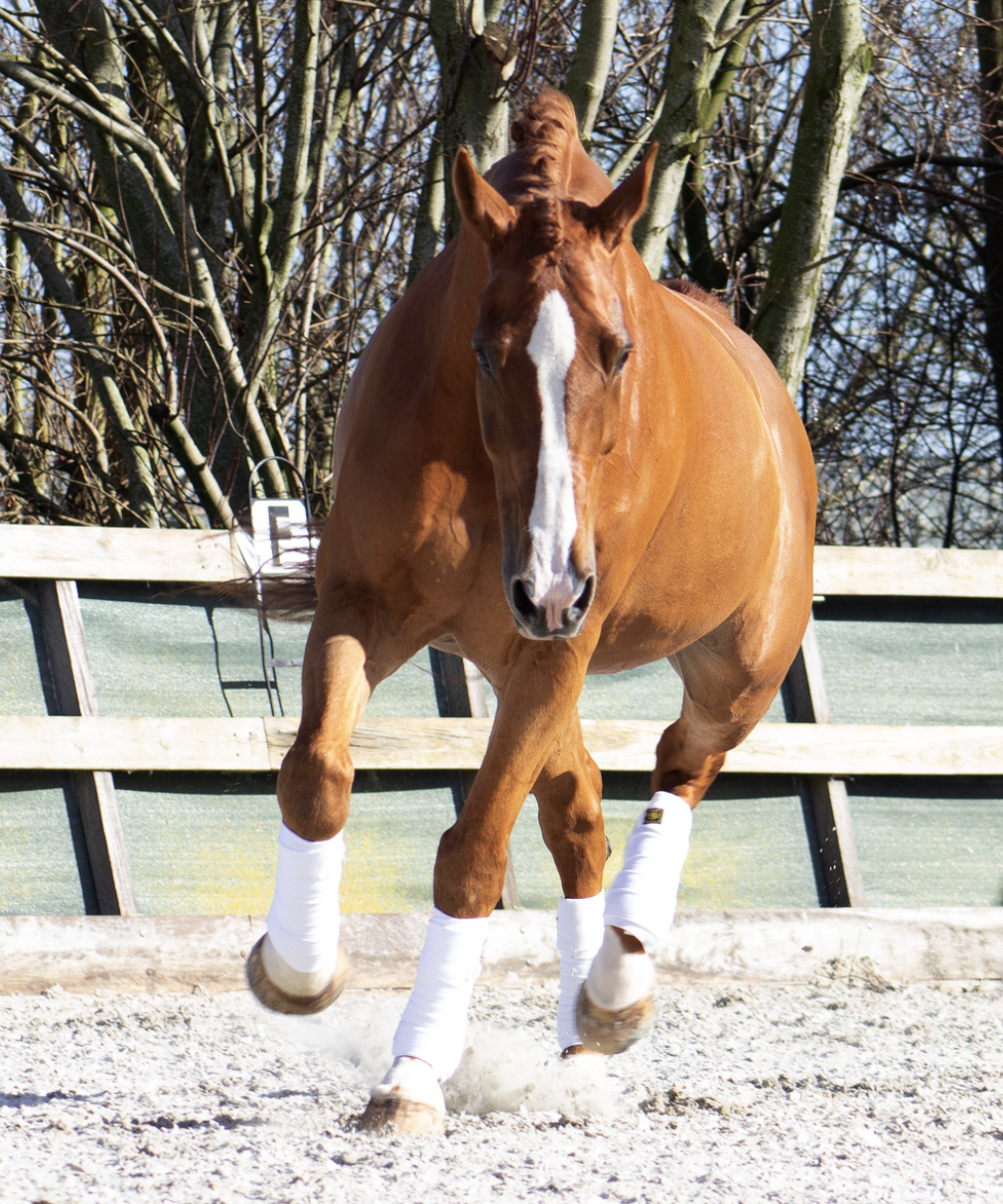 Chiropractie voor paarden