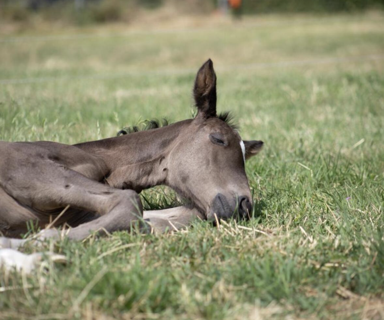Voortplantingsbegeleiding